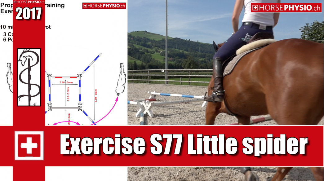Exercise S77 Muscle Building 
