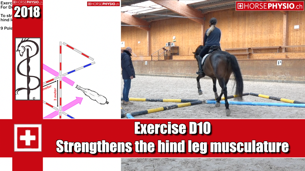 Exercise D10 Strengthens the hind leg musculature
