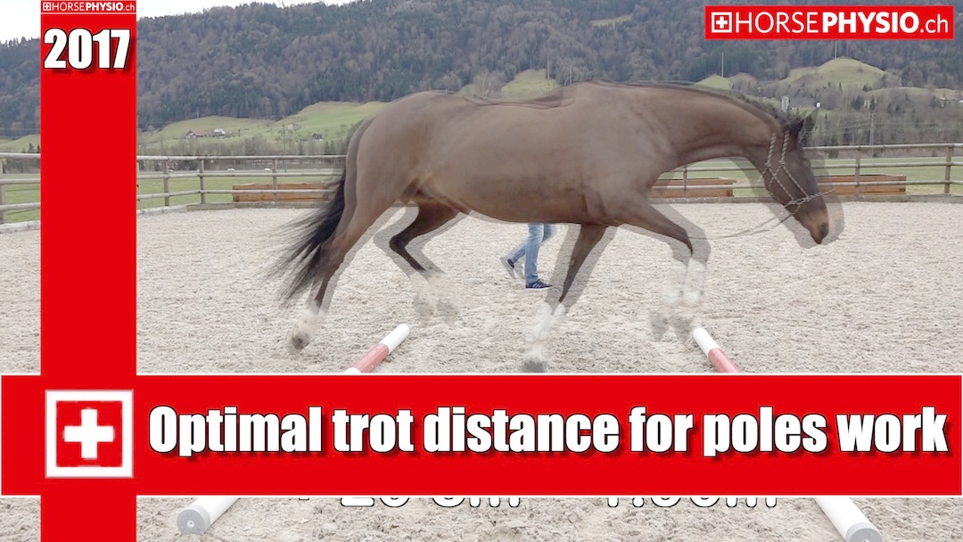 Exact distance with poles set for your individual horse or pony