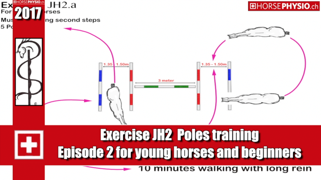 Exercise JH2 build musculature and balance, suitable for young horses and beginners.