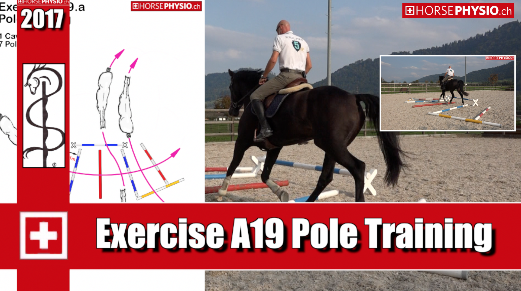 Exercise A19 trust in the Gallop for young horses